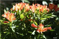 a6a43d72-IMG_7555 alstromeria.jpg